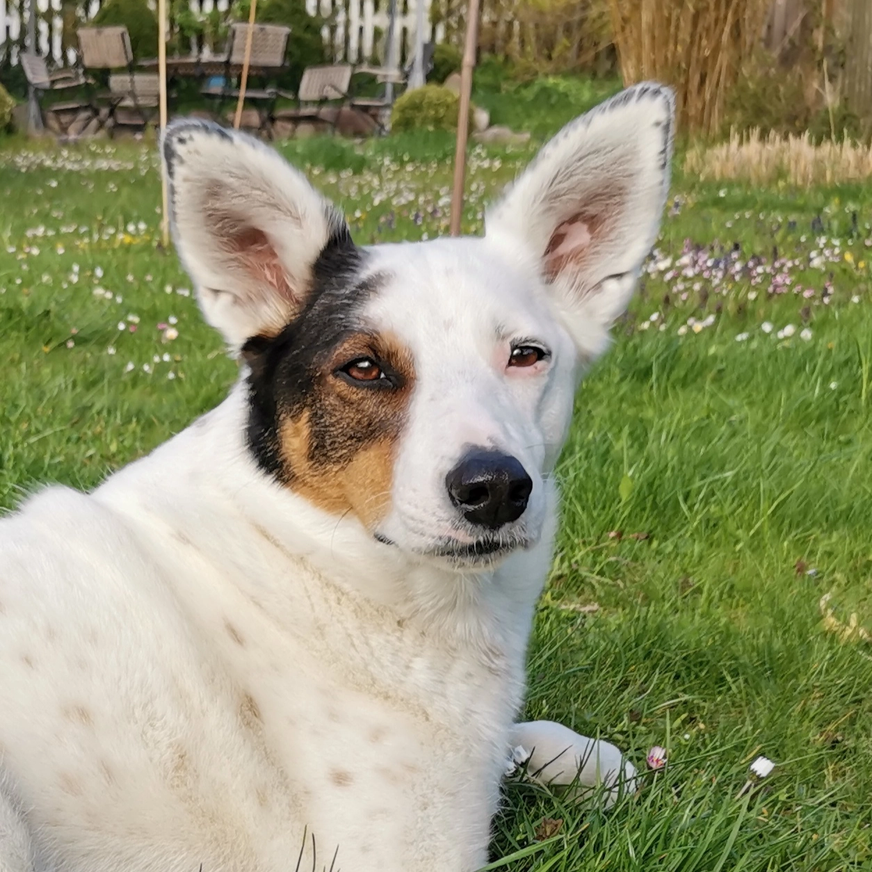 Hund_vorher